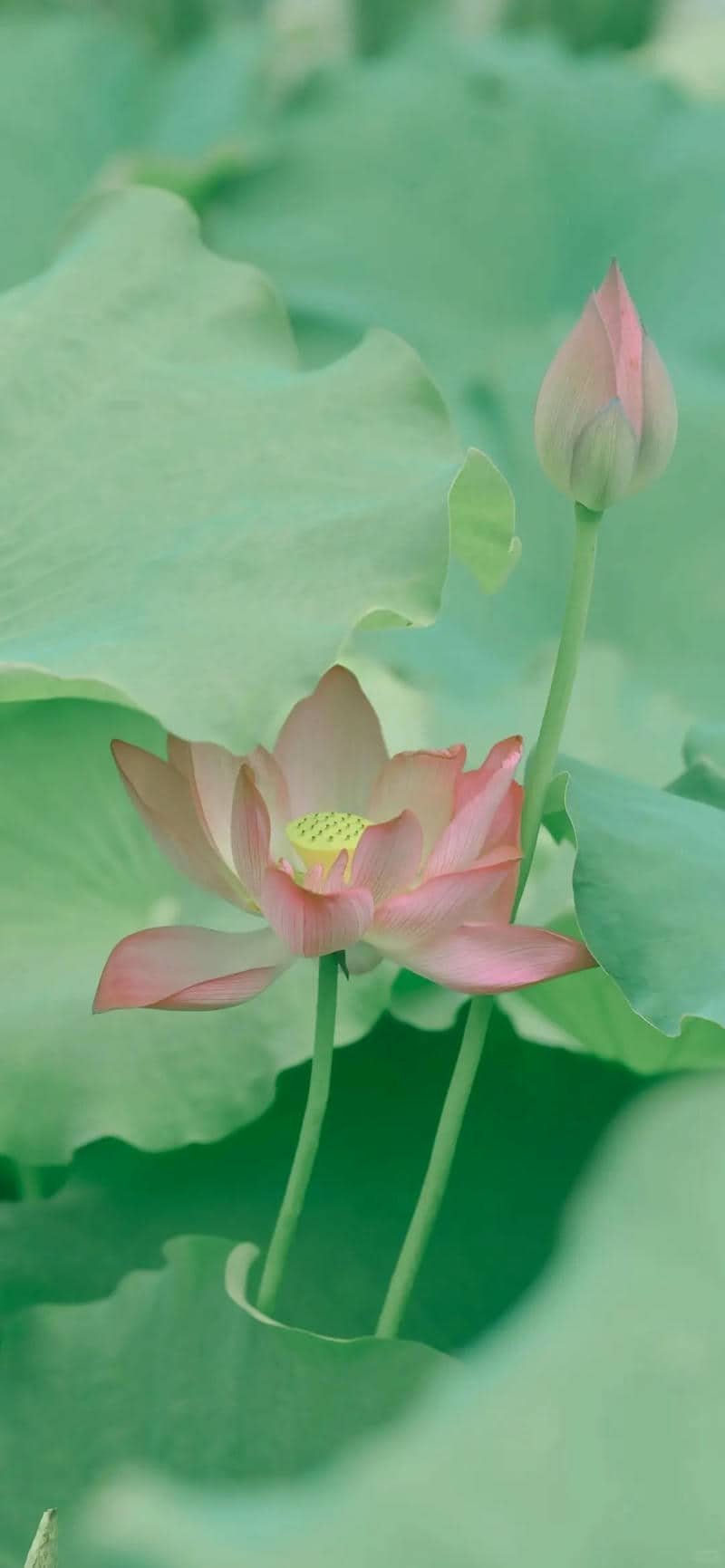 ảnh nền hoa sen