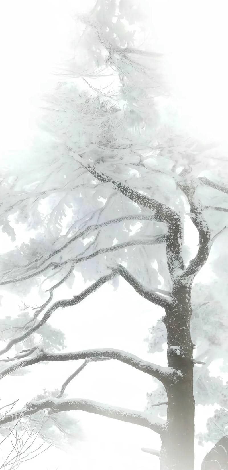 ảnh nền trắng