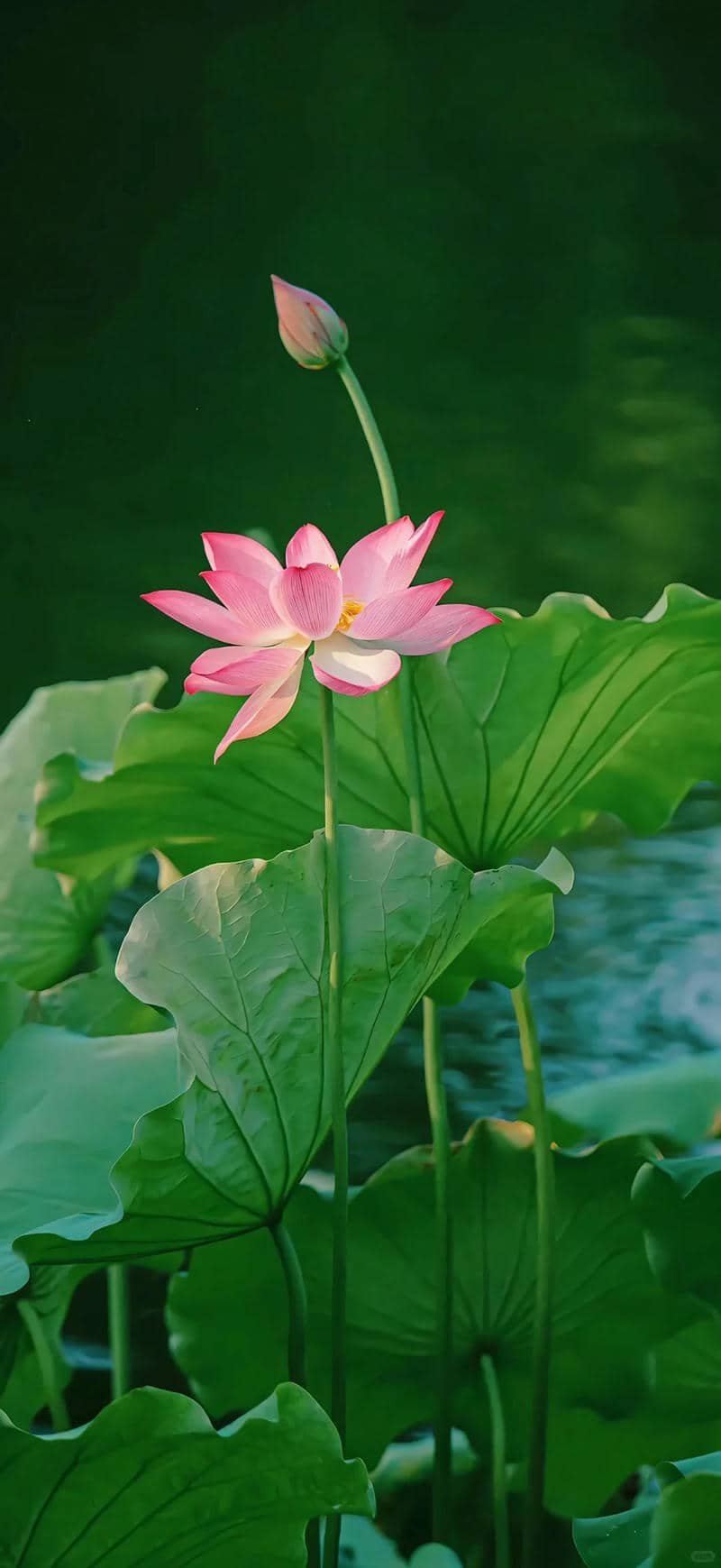 anh sen