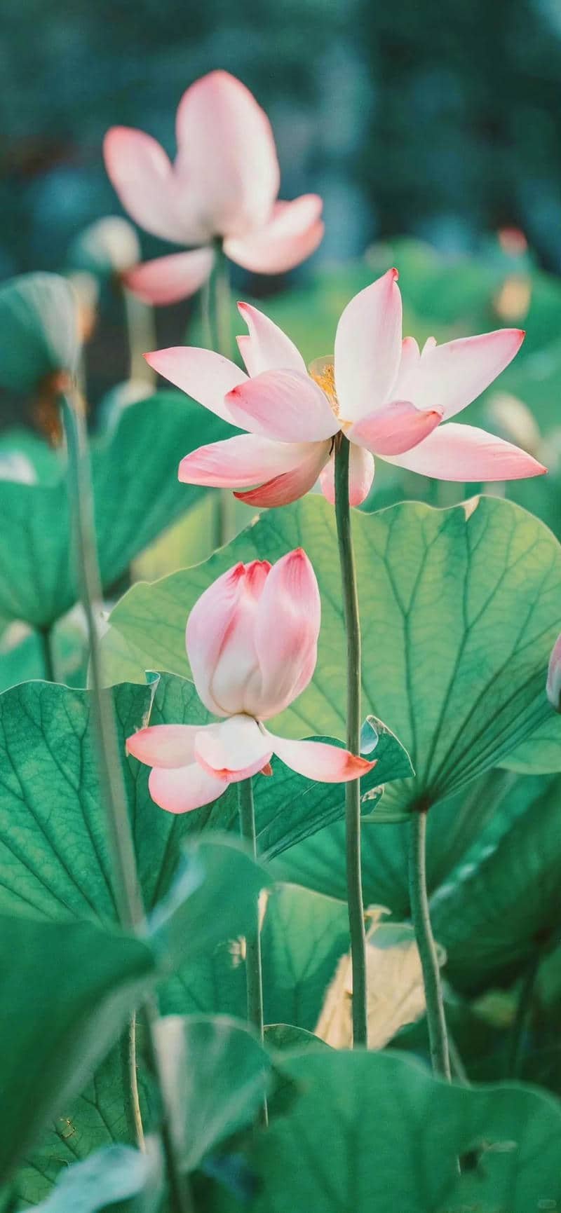 background hoa sen