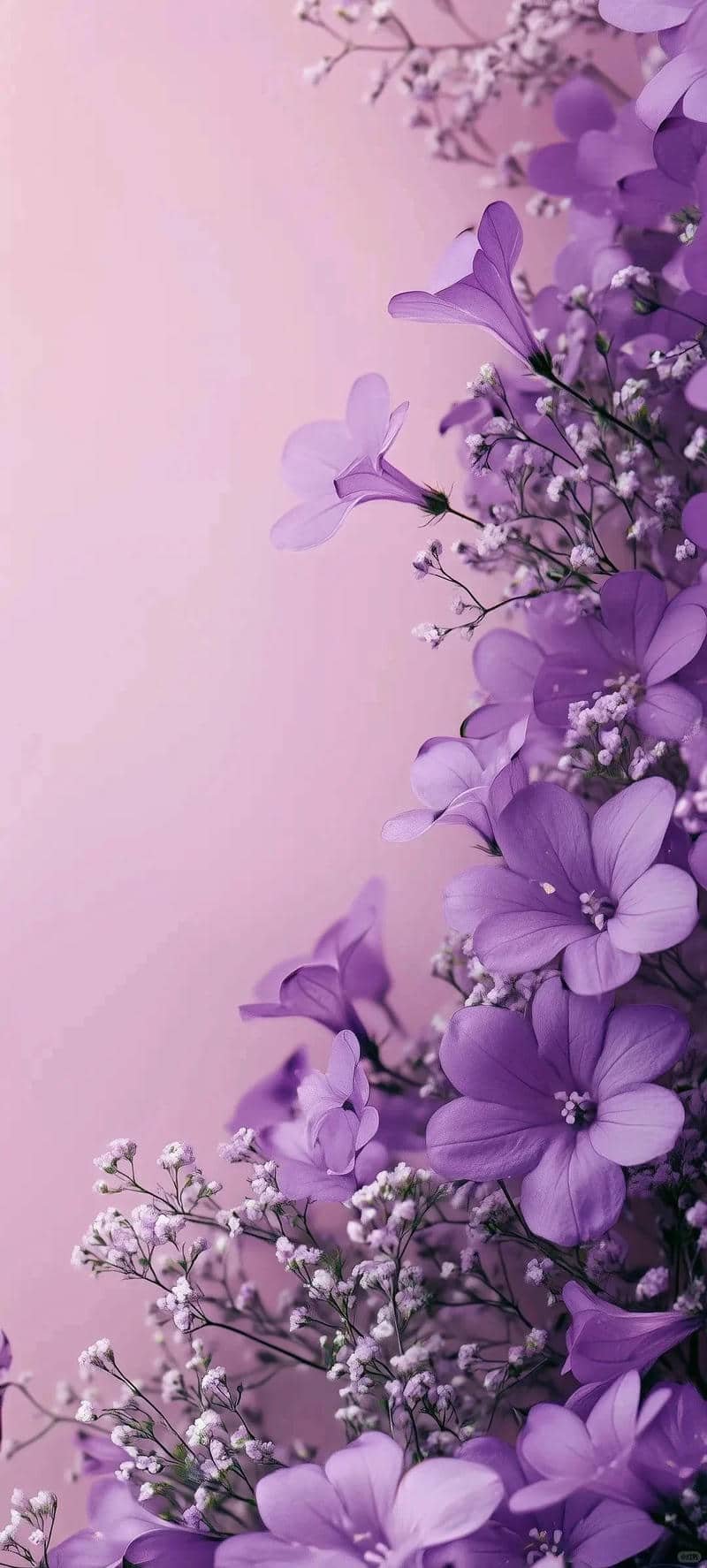 background màu tím