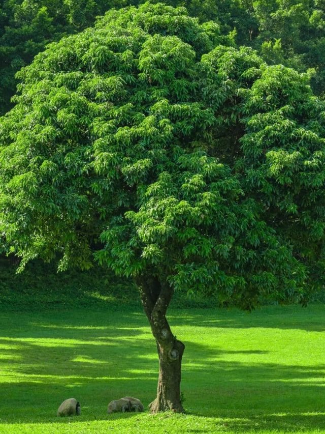 hình ảnh cây cối