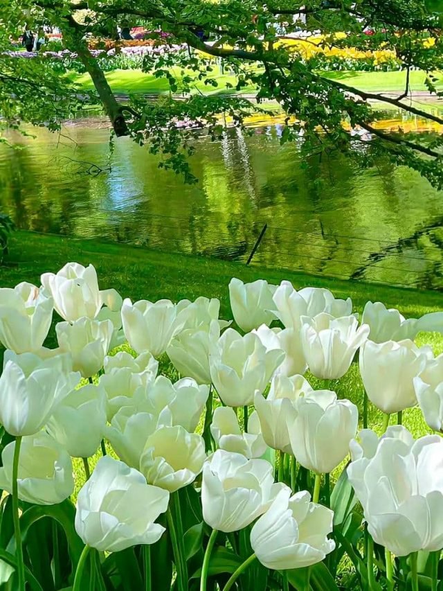 hình nền mệnh mộc