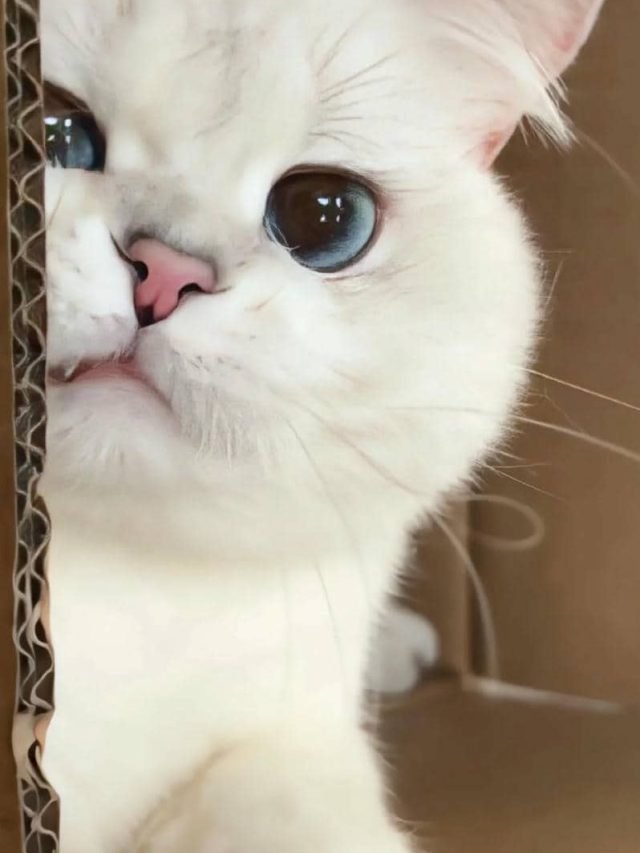 hinh nen meo cute