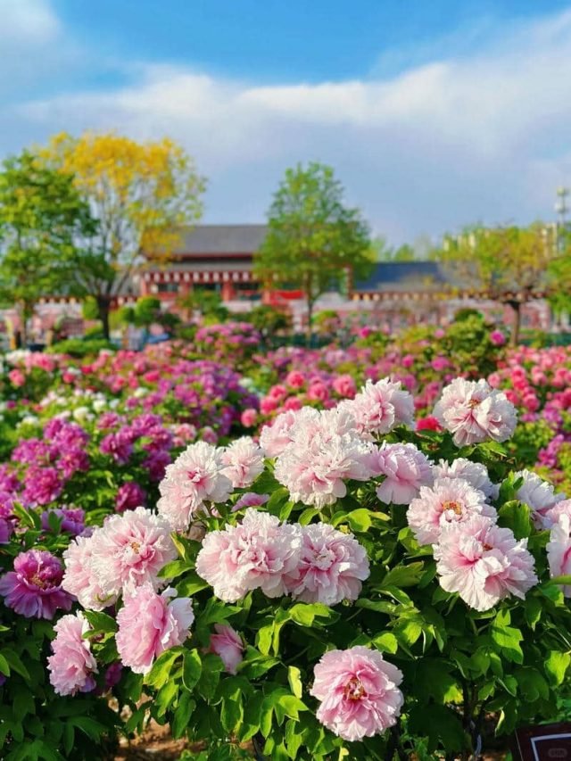 hoa mẫu đơn để hình nền