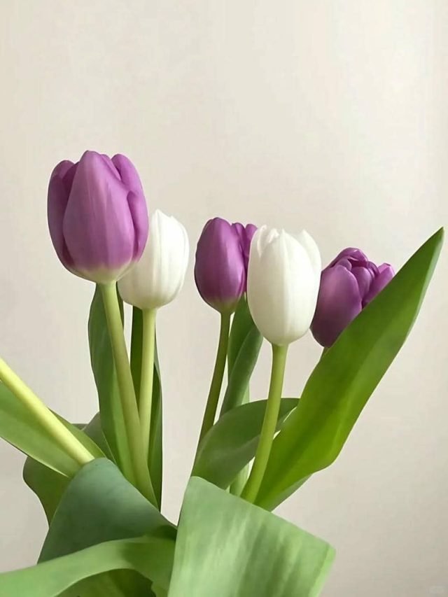 hoa tulip làm hình nền