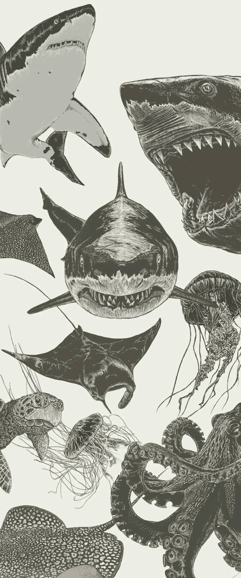 hình ảnh cá mập cute