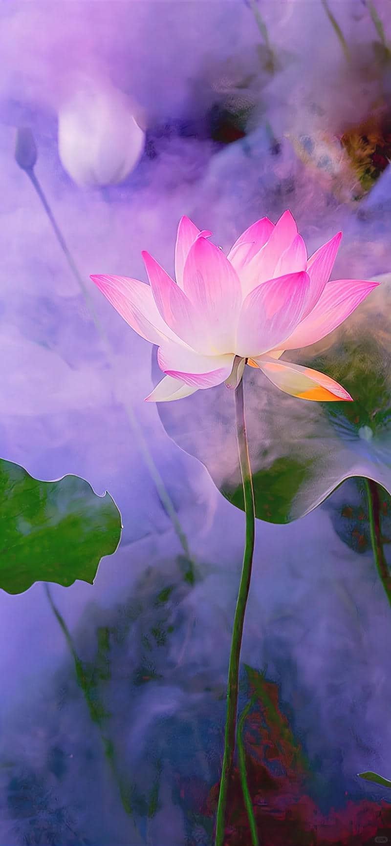 hình ảnh hoa sen tuyệt đẹp