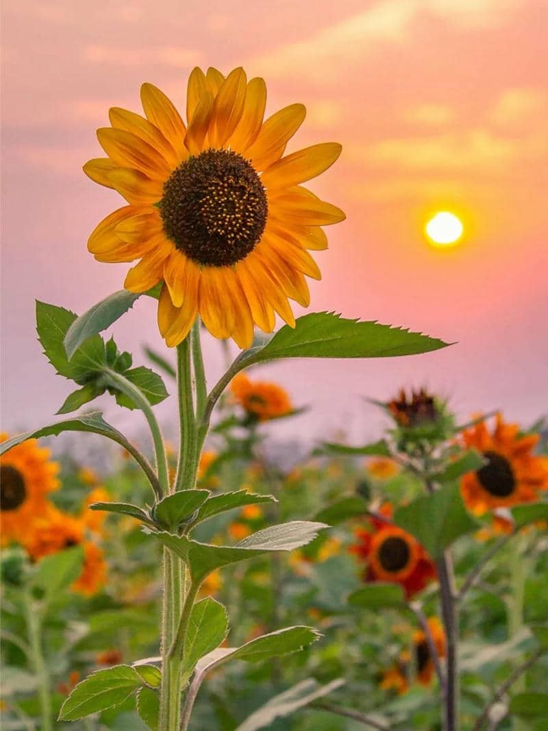 hình hoa hướng dương