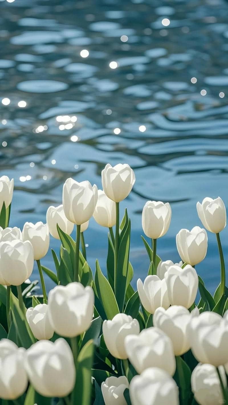 hình hoa tulip đẹp