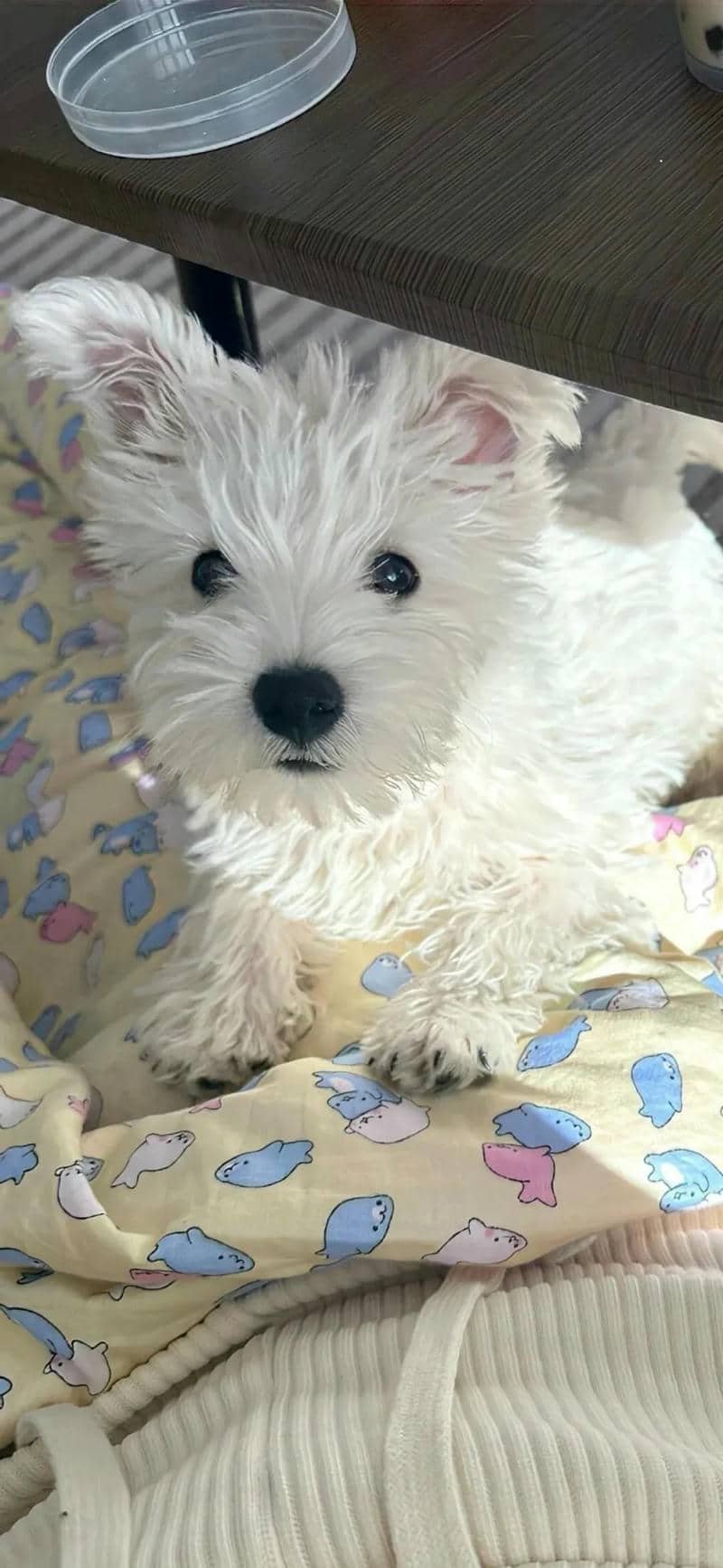 hình nền bá đạo