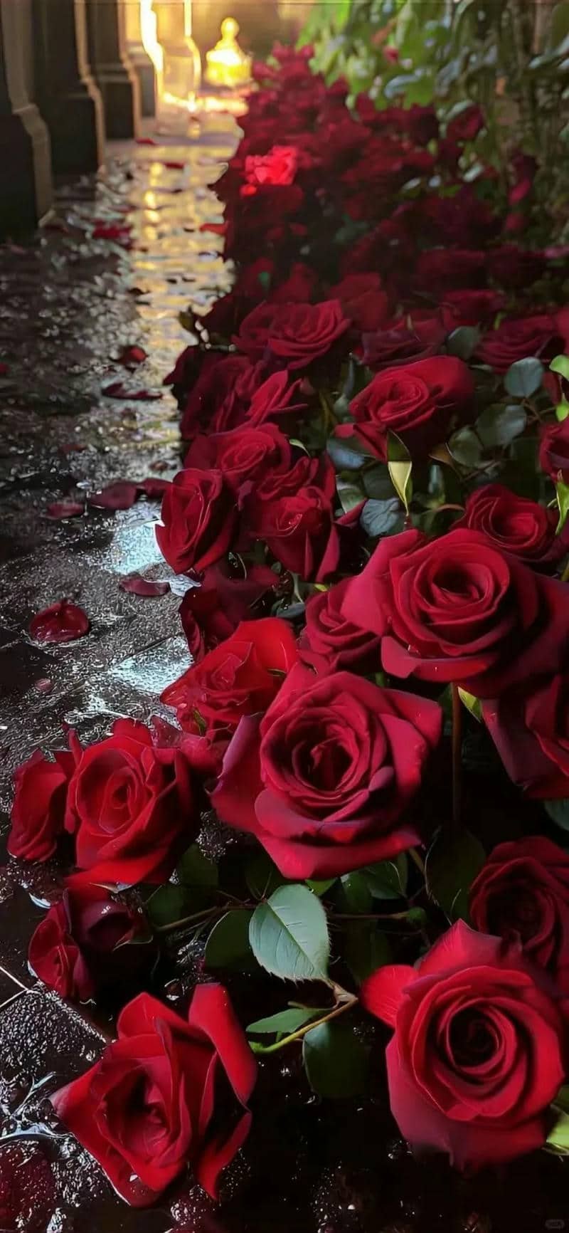 hình nền bông hồng