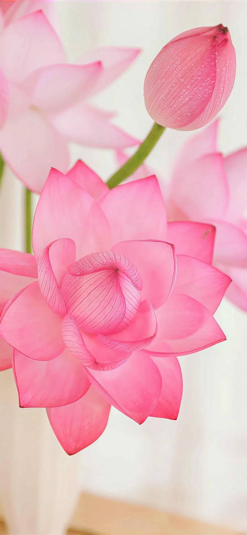 hình nền bông sen