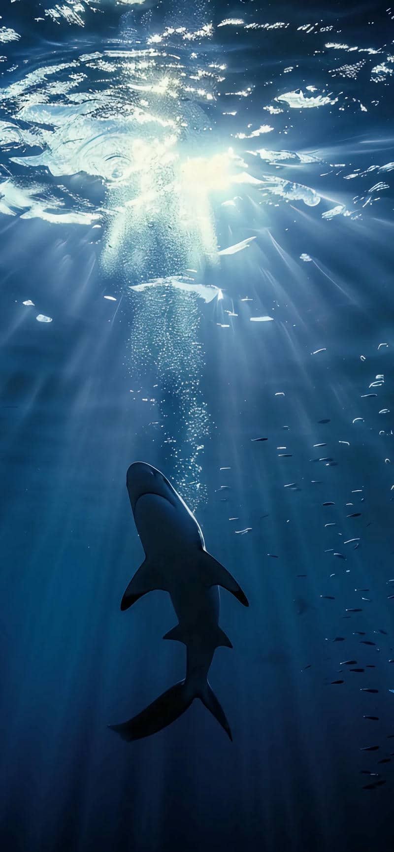 hình nền điện thoại cá mập cute