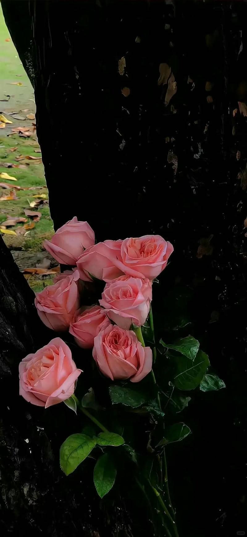 hình nền điện thoại hoa hồng