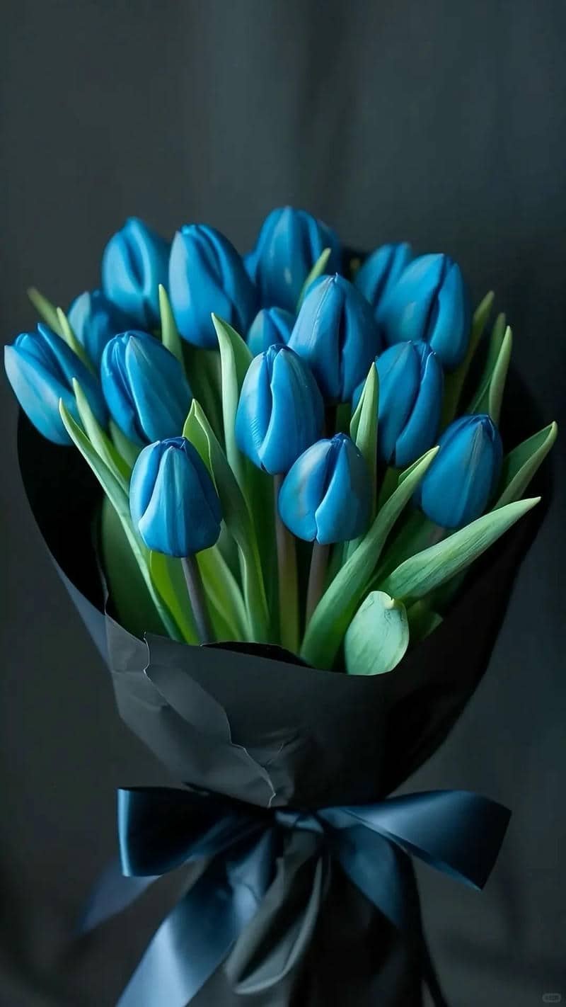 hình nền đt hoa tulip