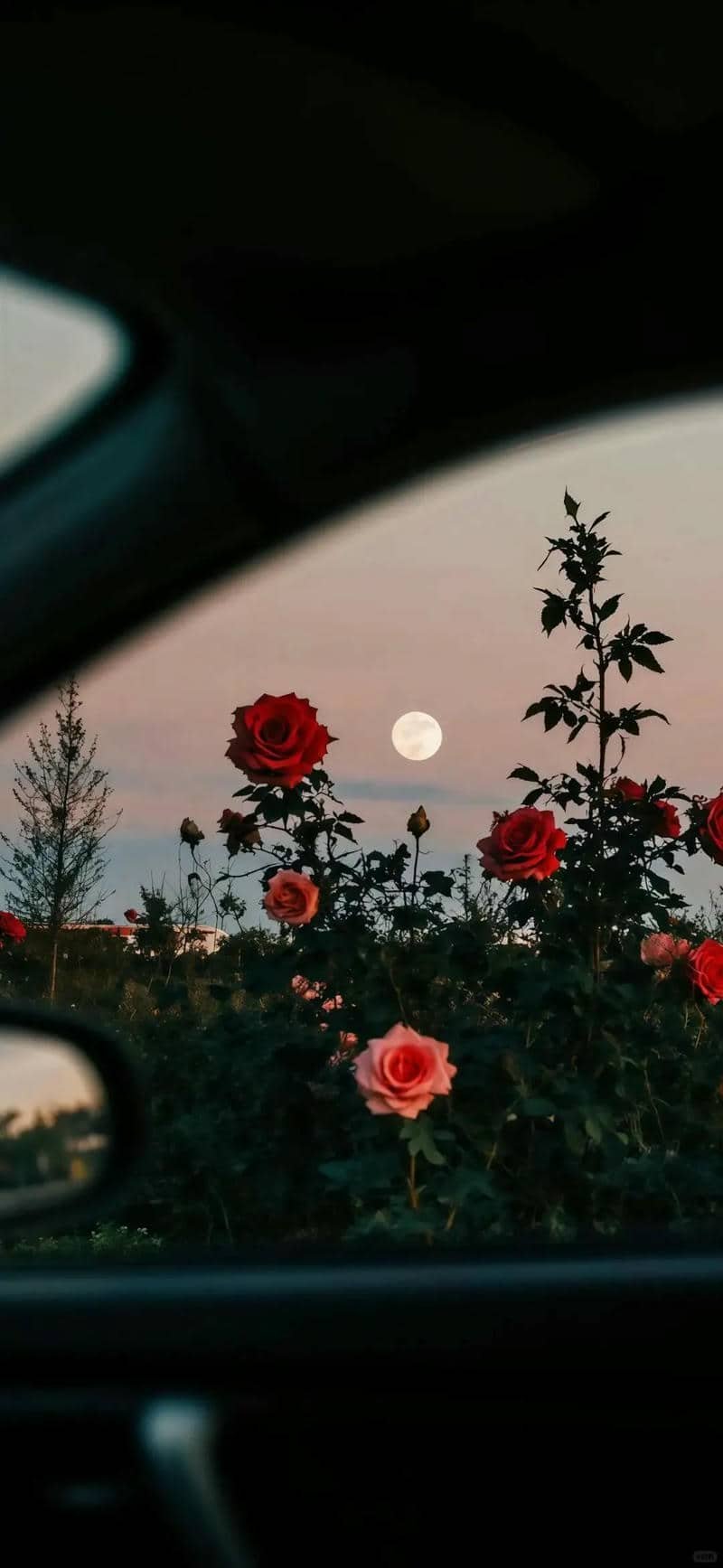 hình nền hoa hồng đẹp cho điện thoại