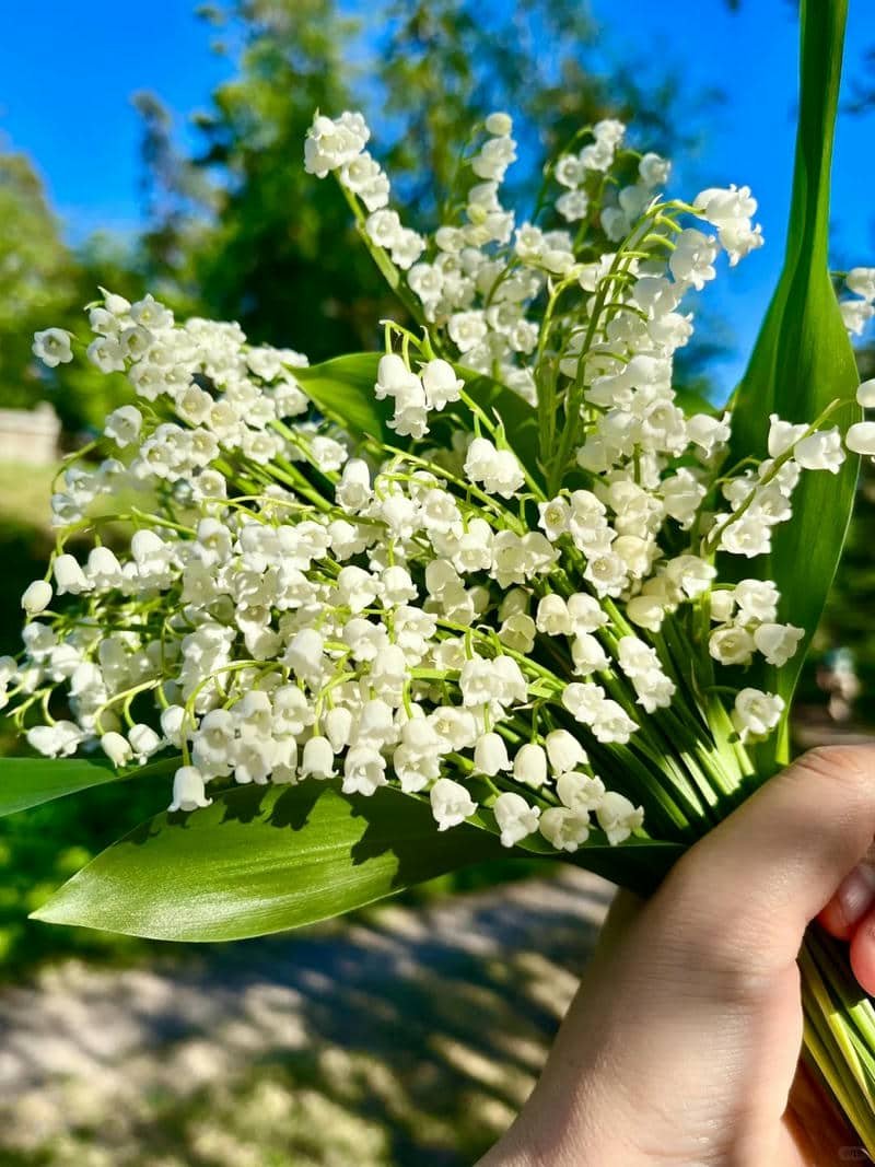 hình nền hoa linh lan đẹp