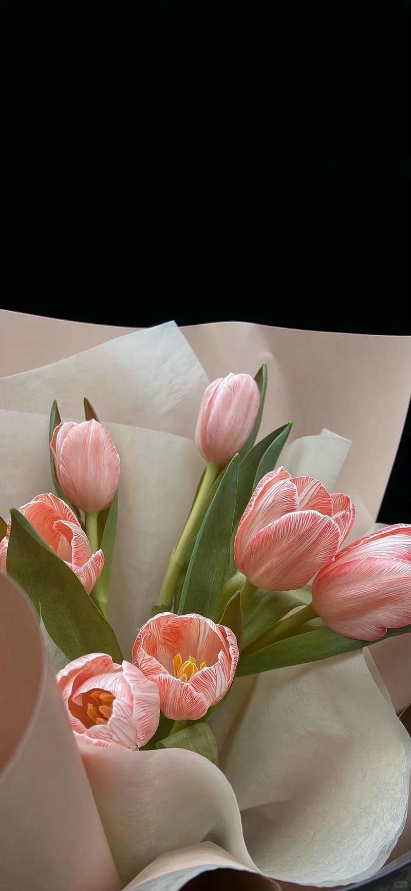 hình nền hoa tulip đẹp