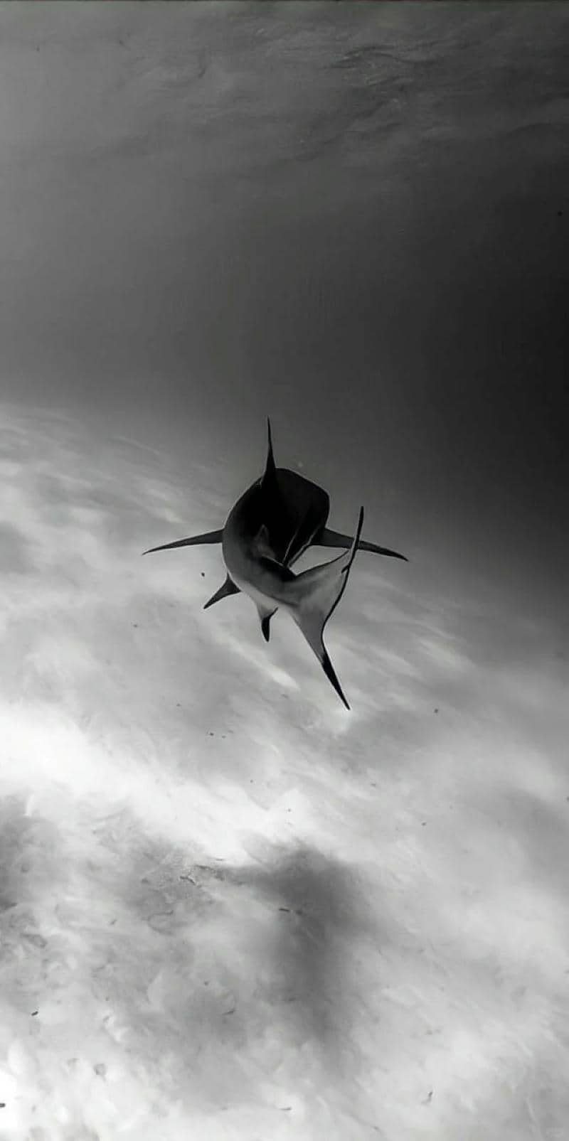 hình vẽ cá mập cute