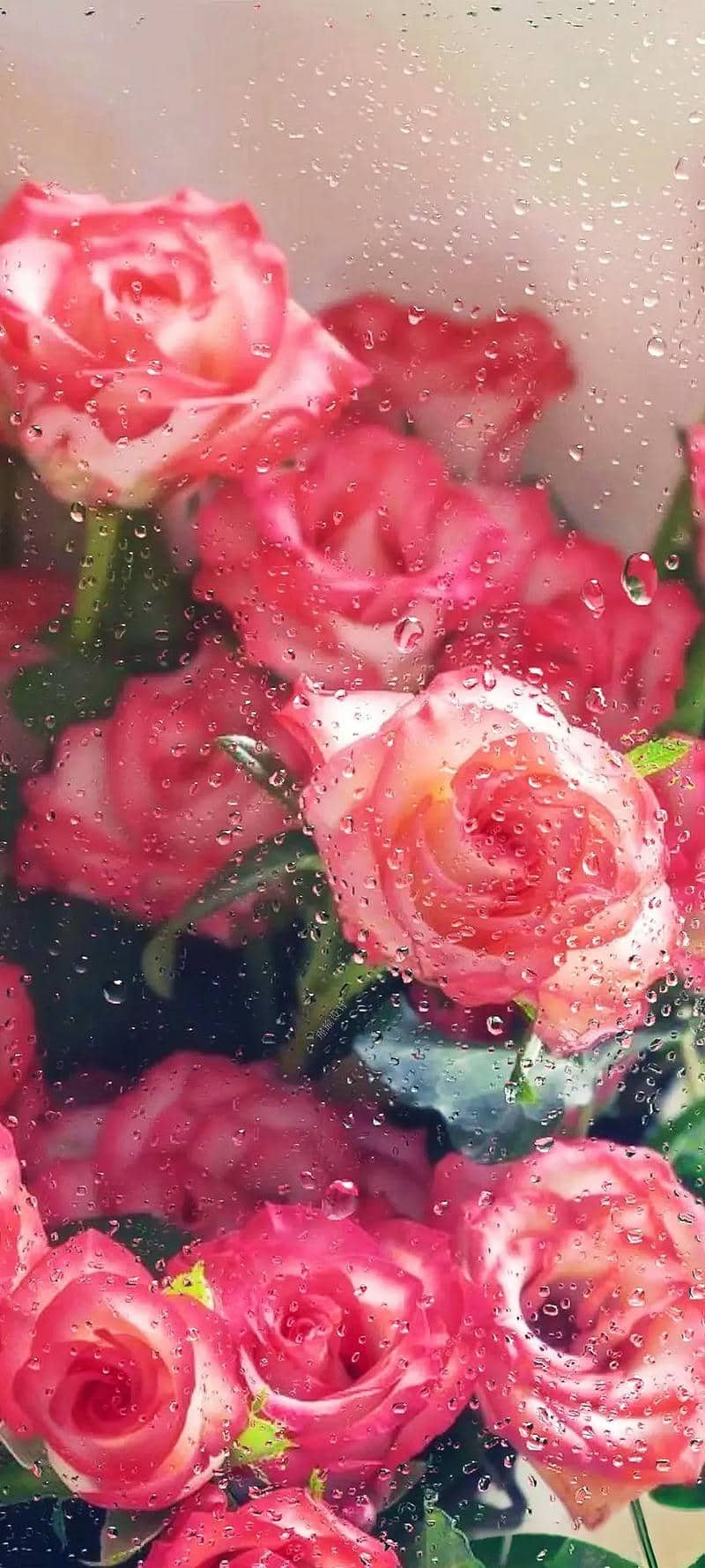 hoa hồng hình nền