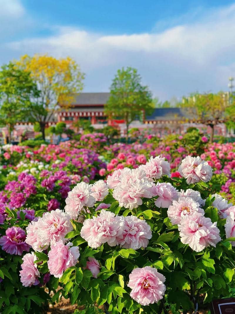 hoa mẫu đơn để hình nền