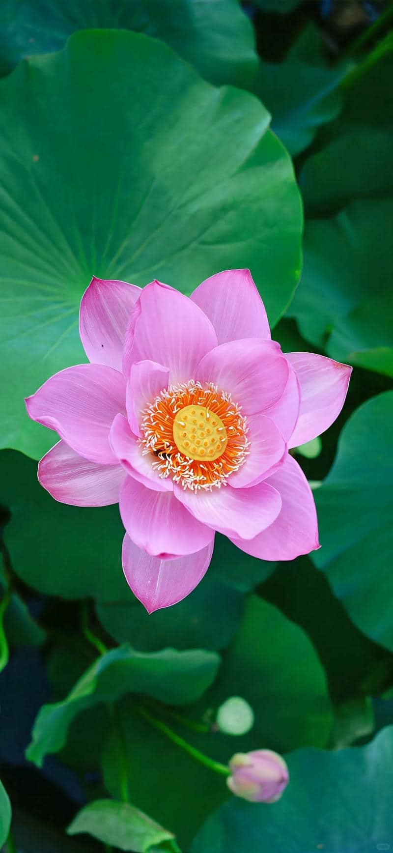 hoa sen hình nền