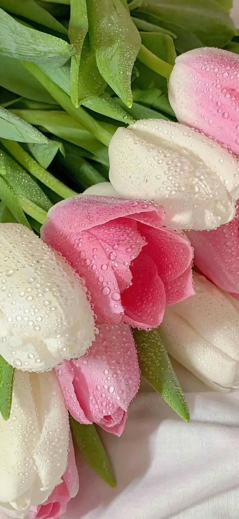 hoa tulip hình nền